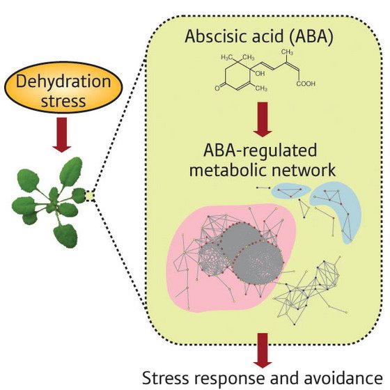 Schematic of dehydration stress response in Arabidopsis