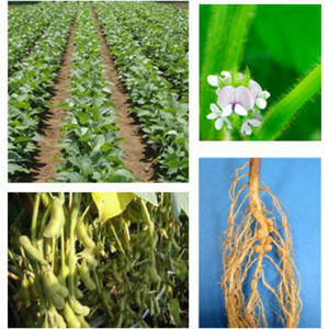Images of soybean plants