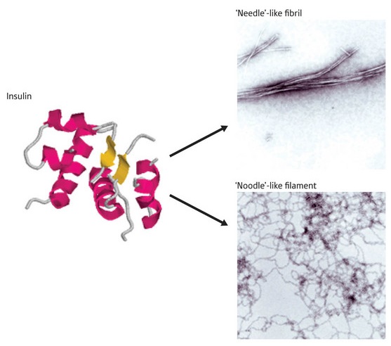Image insulin proteins in different structures