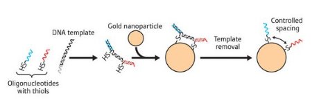 Schematic showing the reaction with gold nanoparticle Schematic showing the reaction with gold nanoparticle