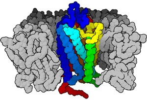 Image of a membrane-bound protein