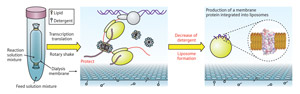 Schematic of the protein production process