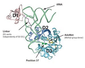 Image showing the structure of the aTrm5 complex