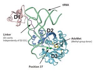 Image showing the structure of the aTrm5 complex Image showing the structure of the aTrm5 complex