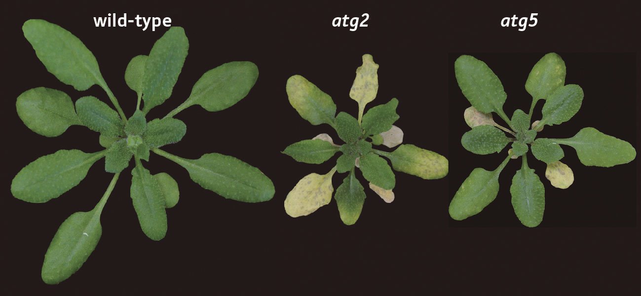 image of Arabidopsis plants
