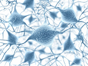 Image of neurons