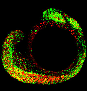 Image of cell proliferation versus differentiation using Fucchi technology Image of cell proliferation versus differentiation using Fucchi technology