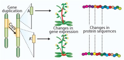 Schematic showing the evolution of gene functionalization