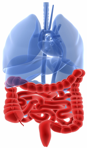 Image of colon