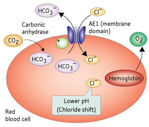Schematic showing the release of oxygen from hemoglobin