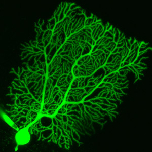 Image of rat Purkinje neuron