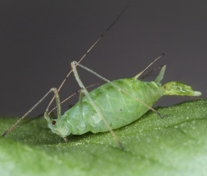 Image of pea aphids