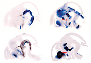 Image of mouse brains
