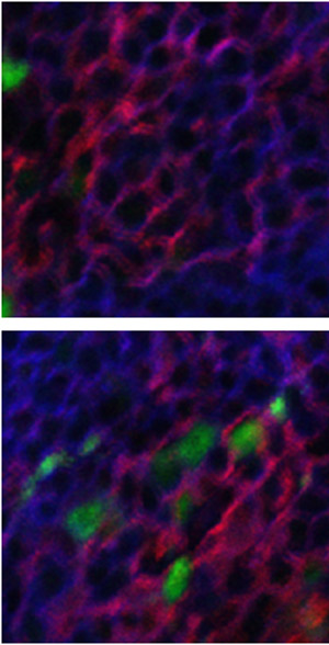 Image of cell division of memory B cells