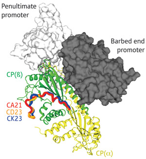 Image of CARMIL proteins, CP and actin