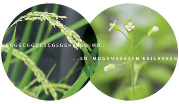 Image of rice and Arabidopsis 