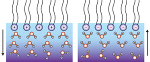 Schimatic showing water molecules