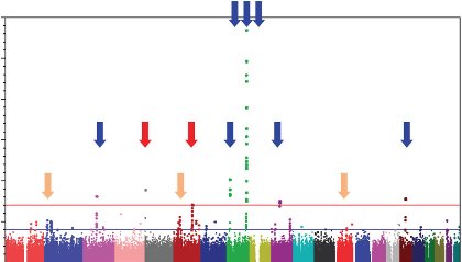 Image of the prostate cancer GWAS results