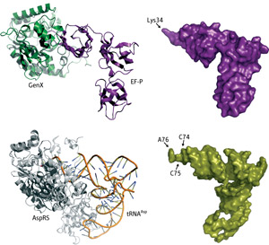 Image of EF-P-GenX and RNA-aaRS complexes