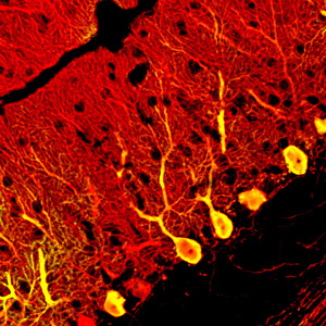Image of neurons