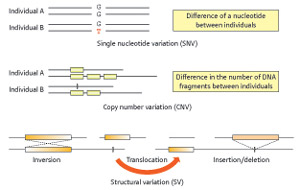 Omage of genome variations