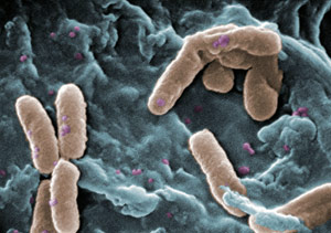 Image of bacteria