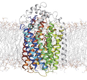 Image showing the molecular structure of cNOR