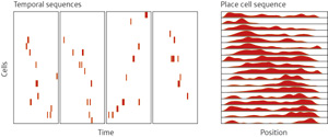 Image of novel place cell firing sequences 