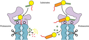 Schematic showing the reaction of proteasome