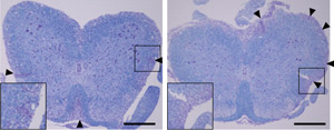 Image of mouse spinal cord sections