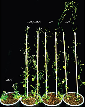 Image of Arabidopsis plants