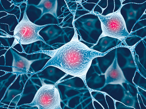 Image of neurons