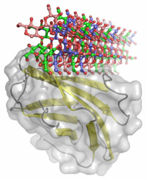 Image of β-glucan recognition protein