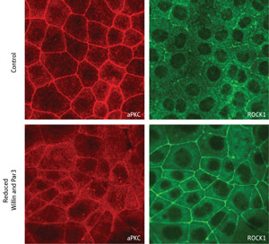 Images of the cytoplasm