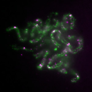 Image of Xenopus chromosomes