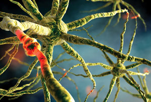 Image of neurons