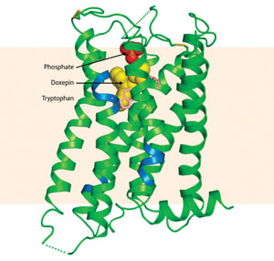 Image of H1R with bound doxepin