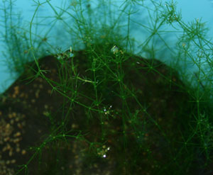 Image of freshwater alga