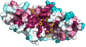 Image of the Arm domain of APC and Sam68