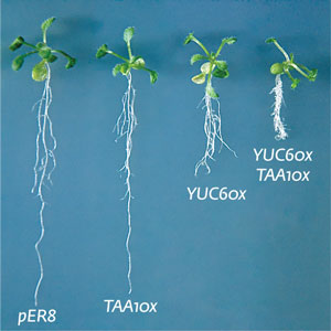 image of Arabidopsis overexpressing TAA1 and YUC6