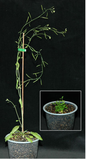 image of plants lacking the YUC gene