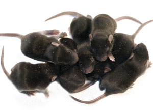Image of mice
