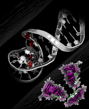 Image of a mismatched DNA duplex and MutL protein