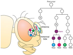 Schematic of Notch signaling and Hamlet activity in olfactory receptor neurons