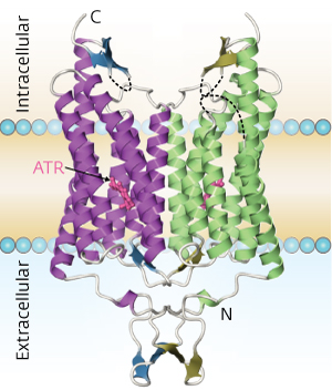 Image of the structure of a chimeric channelrhodopsin protein (C1C2)