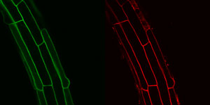 Image of Arabidopsis root cells