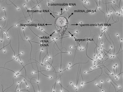 Image showing the fate of sperm RNAs