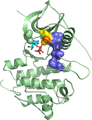 Image showing the structure of mutant EGFR