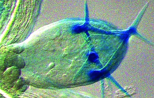 Image of Arabidopsis leaf hairs