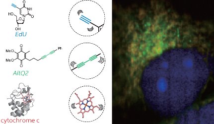 Image of alkyne-tagged molecules and endogenous protein